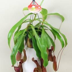 Nepenthes Alata T15 H040