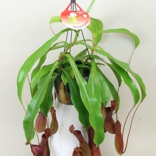 Nepenthes Alata T15 H040
