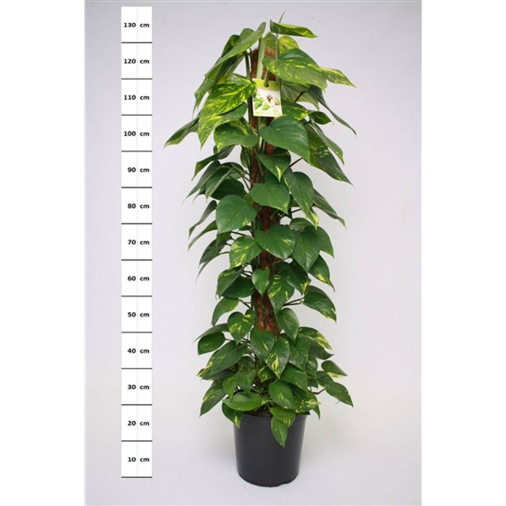Scindapsus Mosstok T24 H120