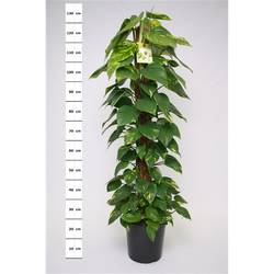 Scindapsus Mosstok T24 H120
