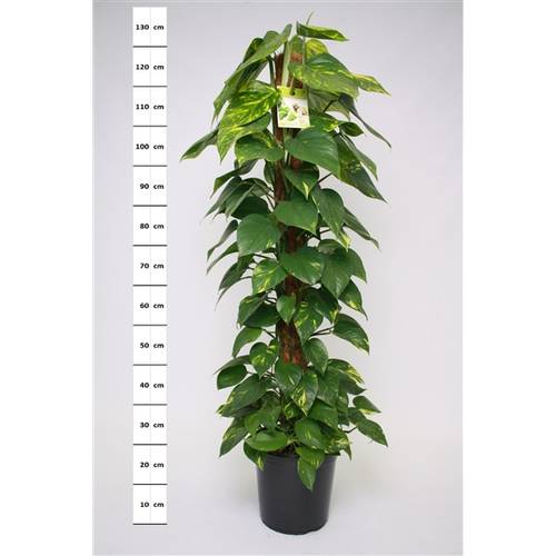 Scindapsus Mosstok T24 H120