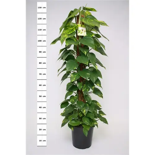 Scindapsus Mosstok T24 H120