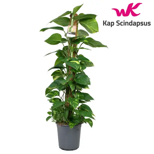Scindapsus Mosstok T24 H120