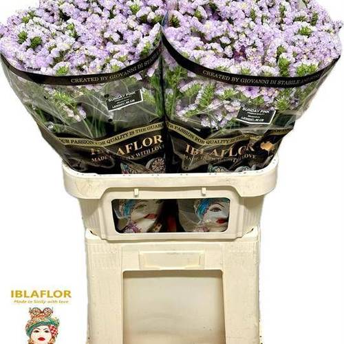 Statice milka Sunday PinkIblaflor 70 Gramm 80cm