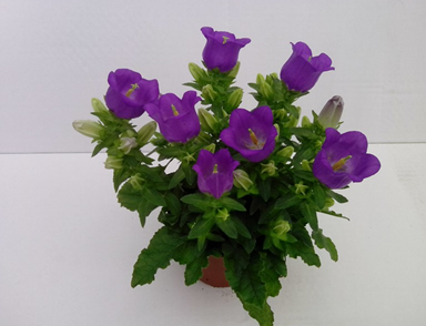 Campanula lila T11 H018