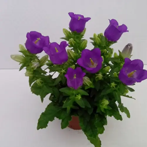 Campanula lila T11 H018