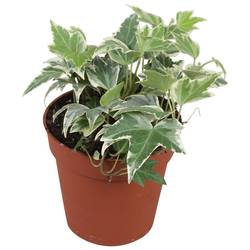 Efeu weiss Ripple T09