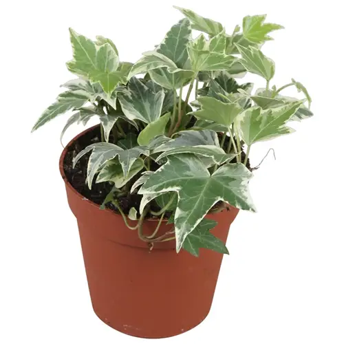 Efeu weiss Ripple T09