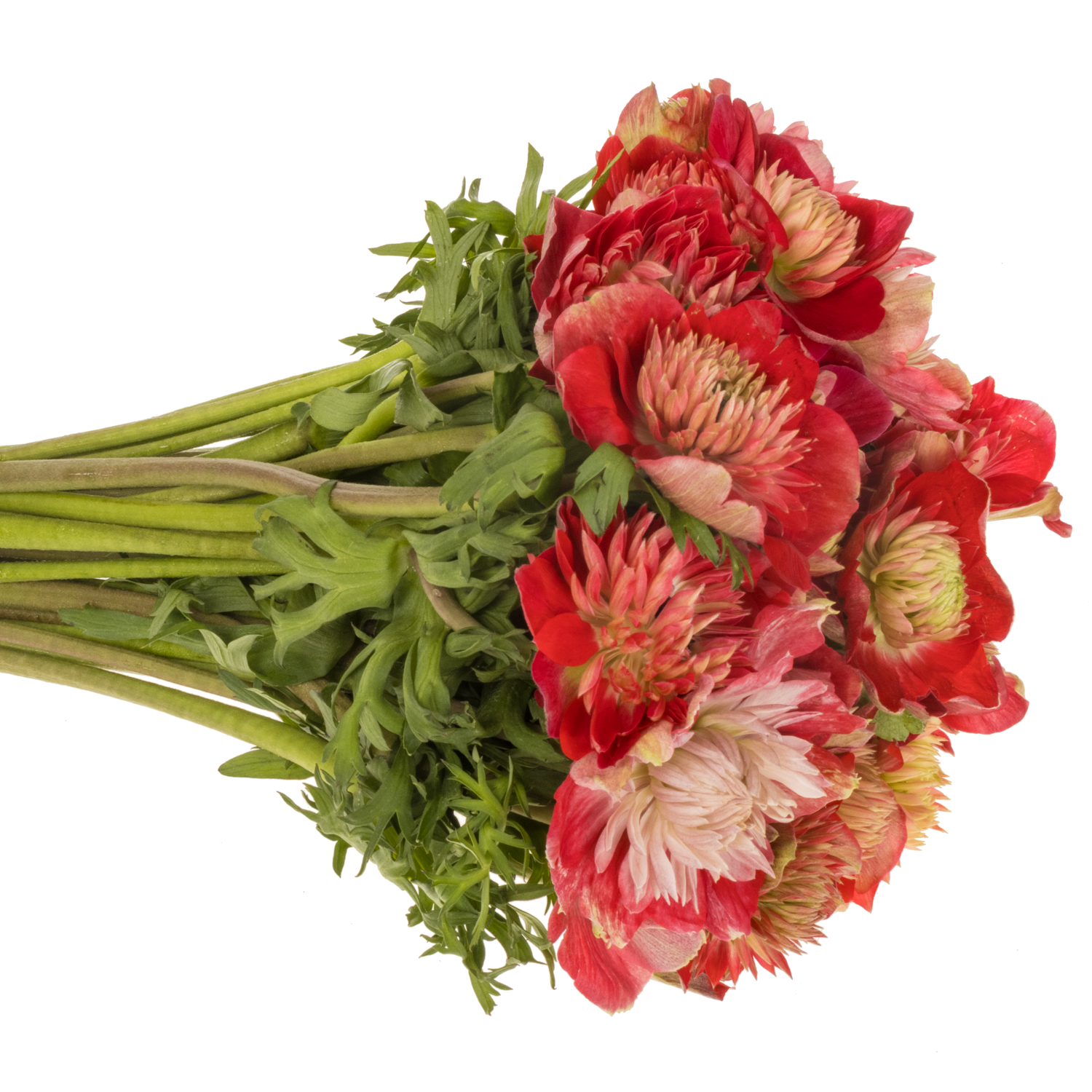 Anemone rot Fullstar Glory Red 04 Israel 40cm x 50