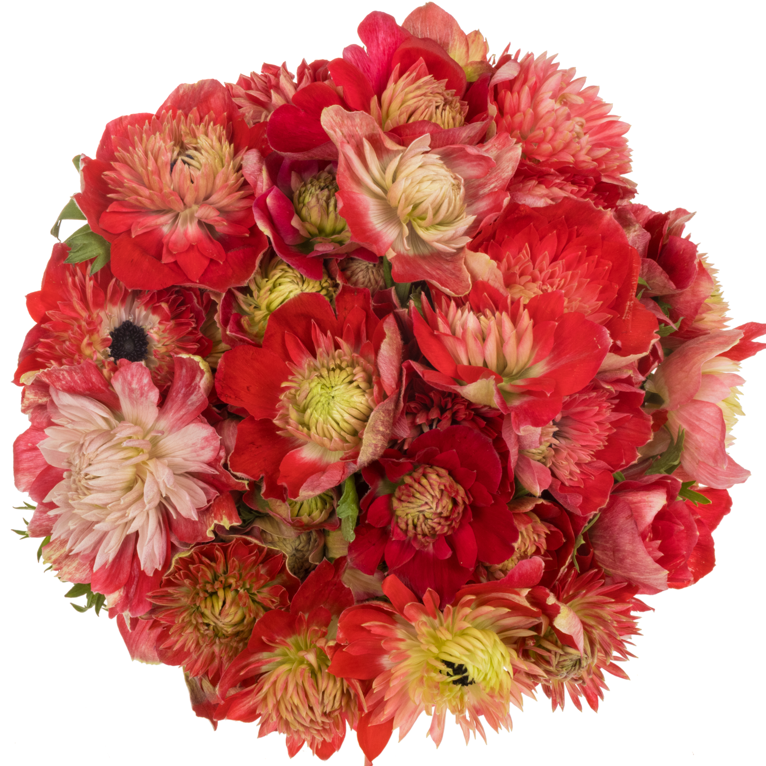 Anemone rot Fullstar Glory Red 04 Israel 40cm x 50