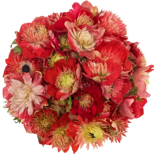 Anemone rot Fullstar Glory Red 04 Israel 40cm x 50