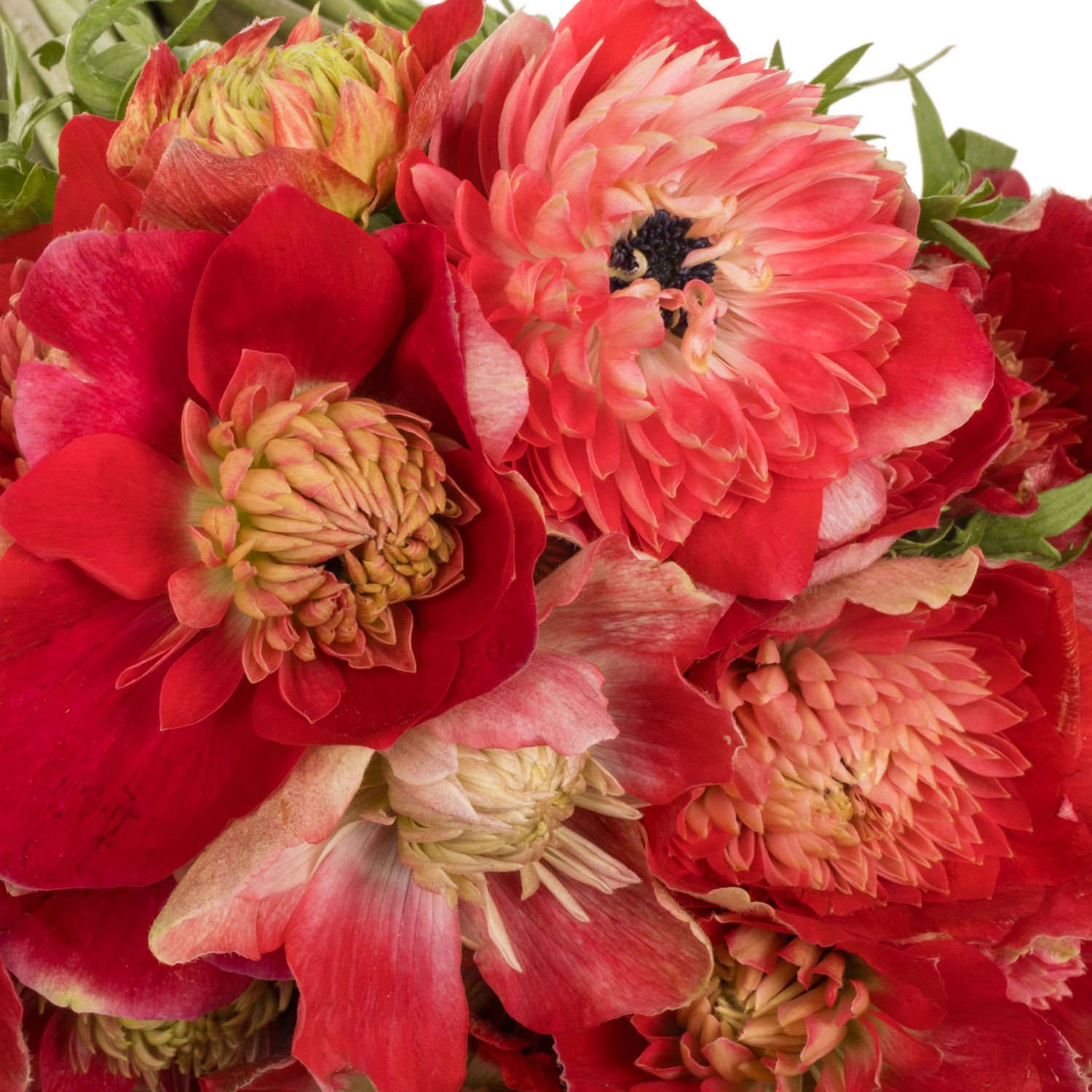 Anemone rot Fullstar Glory Red 04 Israel 40cm x 50