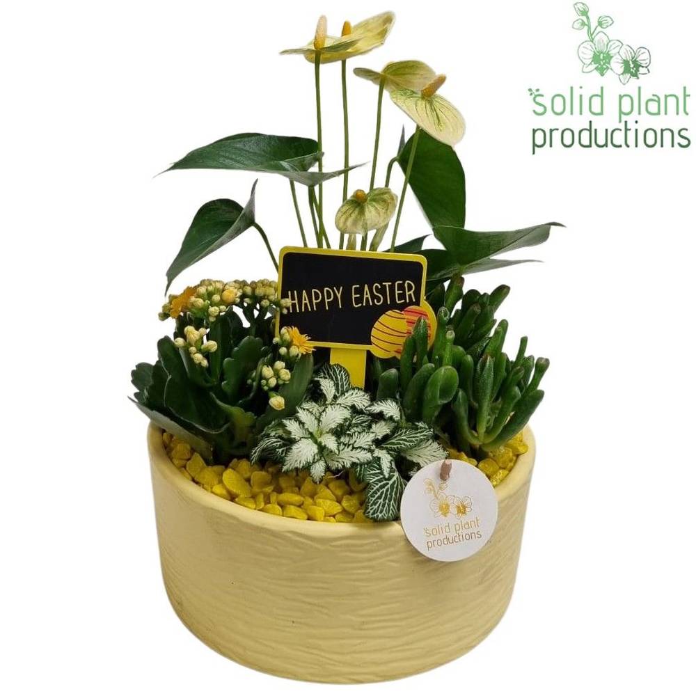 Anthurium.Arr AT004 Stella gelb Ostern T22 H042
