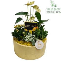 Anthurium.Arr AT004 Stella gelb Ostern T22 H042