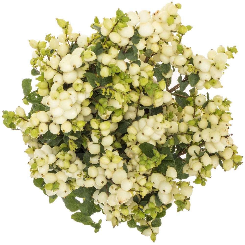 Schneebeere weiss Lemo Lime 70cm