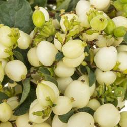 Schneebeere weiss Lemo Lime 70cm