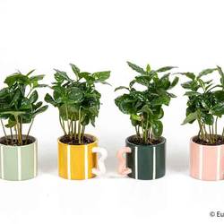 Coffea Arabica im Becher E3708 T06 H012