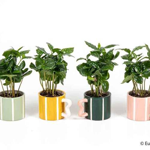 Coffea Arabica im Becher E3708 T06 H012