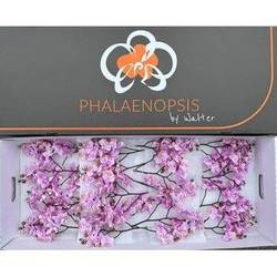 Phalaenopsis Mini rosa Baby Blush 15+Blüte 45cm