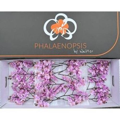 Phalaenopsis Mini rosa Baby Blush 15+Blüte 45cm