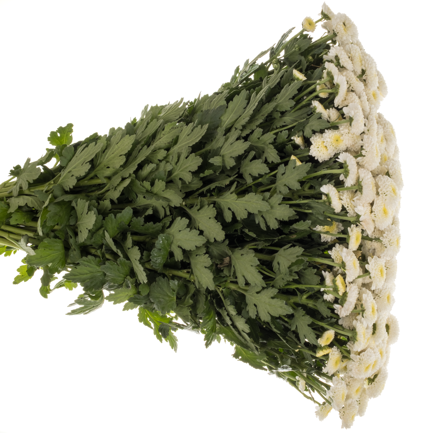 Santini weiss Williams White 1100 Gramm 55cm