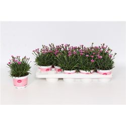 Dianth.lila Pink Kiss T12 H020