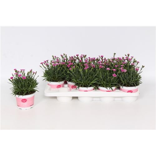 Dianth.lila Pink Kiss T12 H020