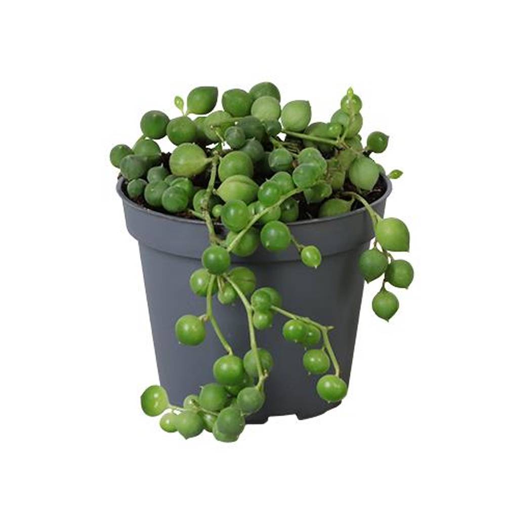 Senecio Rowleyanus T06