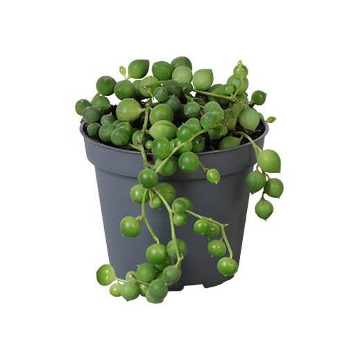 Senecio Rowleyanus T06