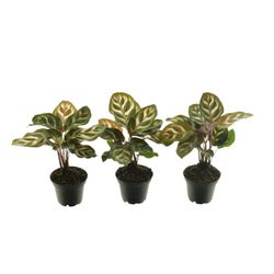 Calathea Makoyana T07 H15