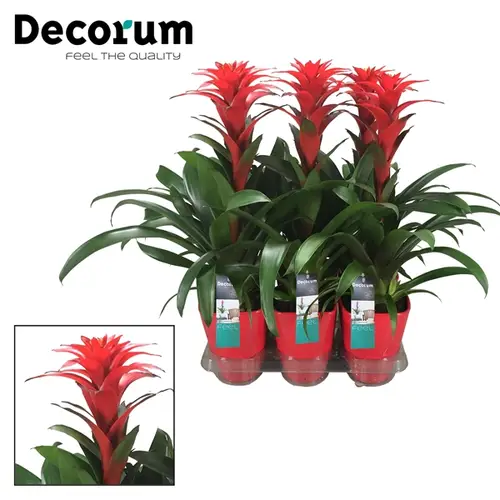 Guzmania orange Calypso Keramik T14 H50