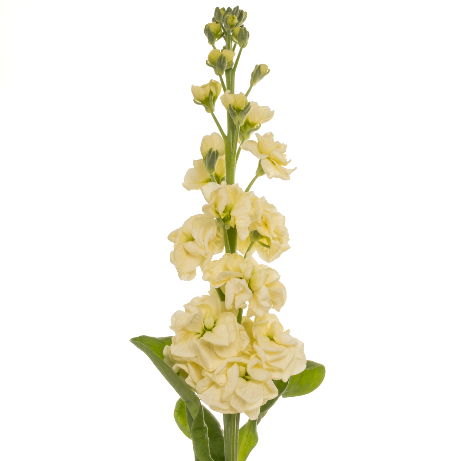 Levkoje hell gelb StoX Yellow 68cm