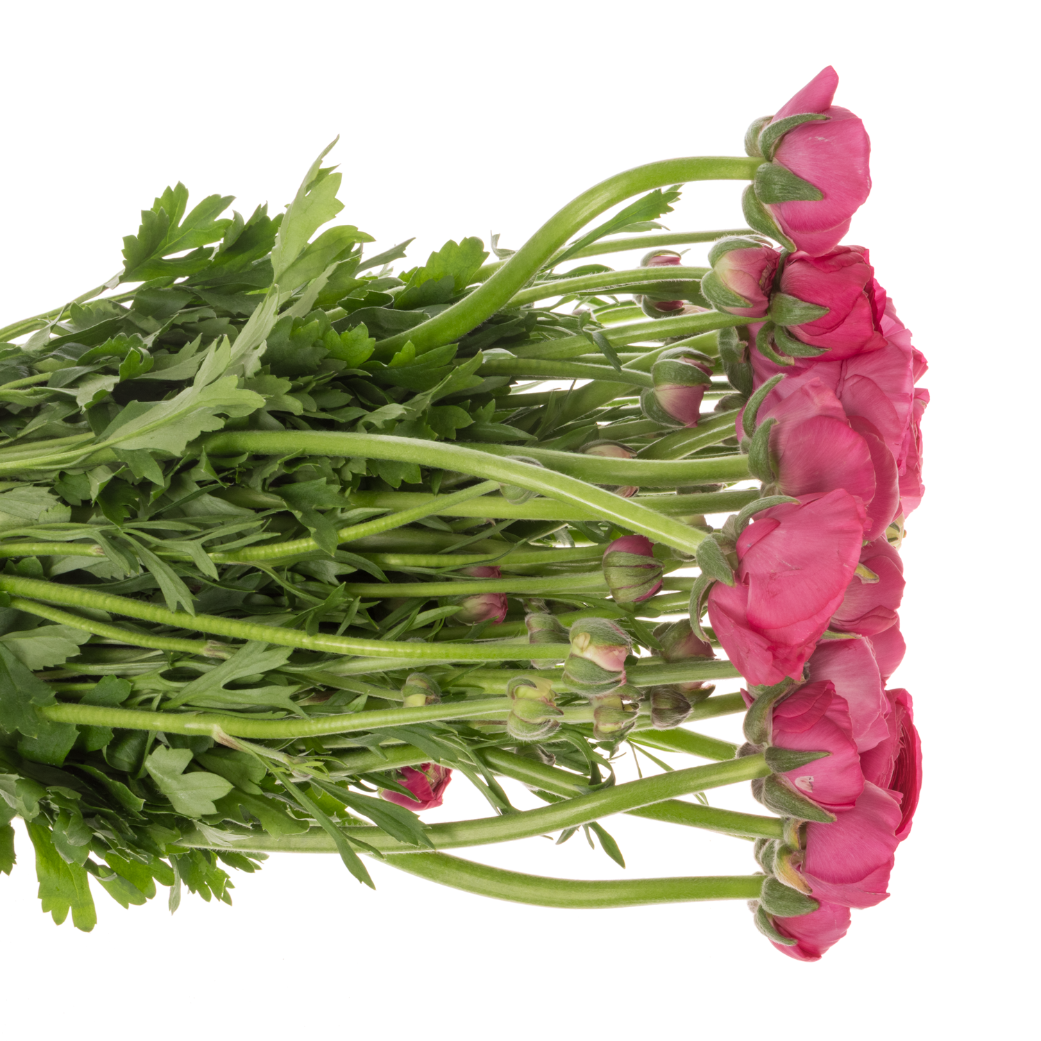 Ranunkel fuchsia Aazur Deep Rose x 20 57 Gramm 46cm