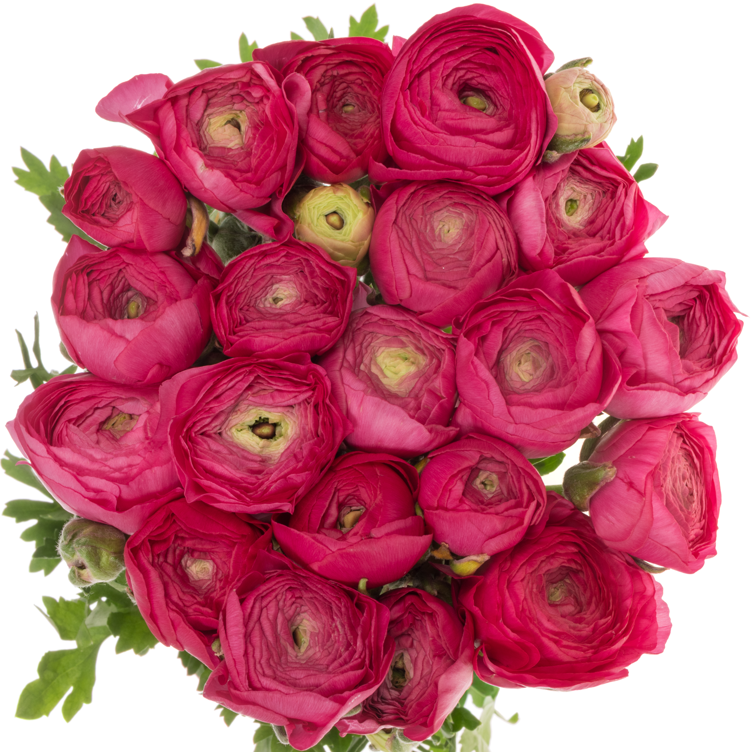 Ranunkel fuchsia Aazur Deep Rose x 20 57 Gramm 46cm