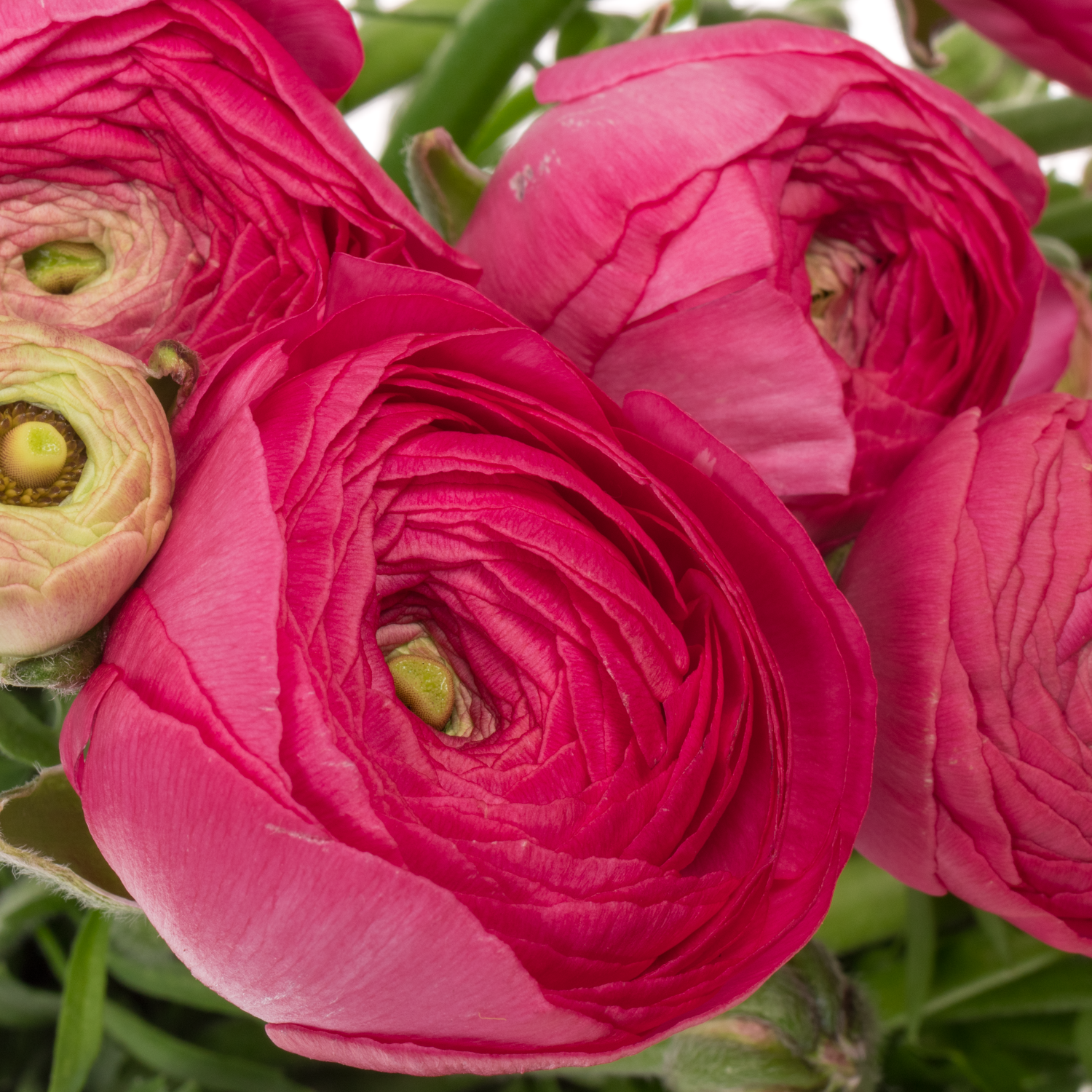 Ranunkel fuchsia Aazur Deep Rose x 20 57 Gramm 46cm