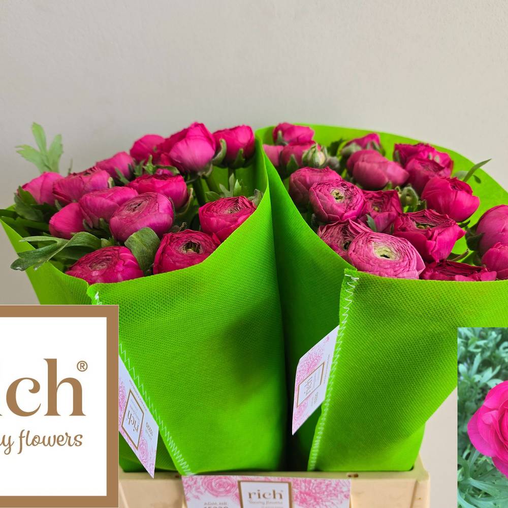 Ranunkel fuchsia  Aazur Deep Rose 46cm x 20