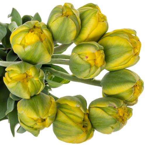 Franz.gelb doppel Italien Sun 54 Gramm 50cm