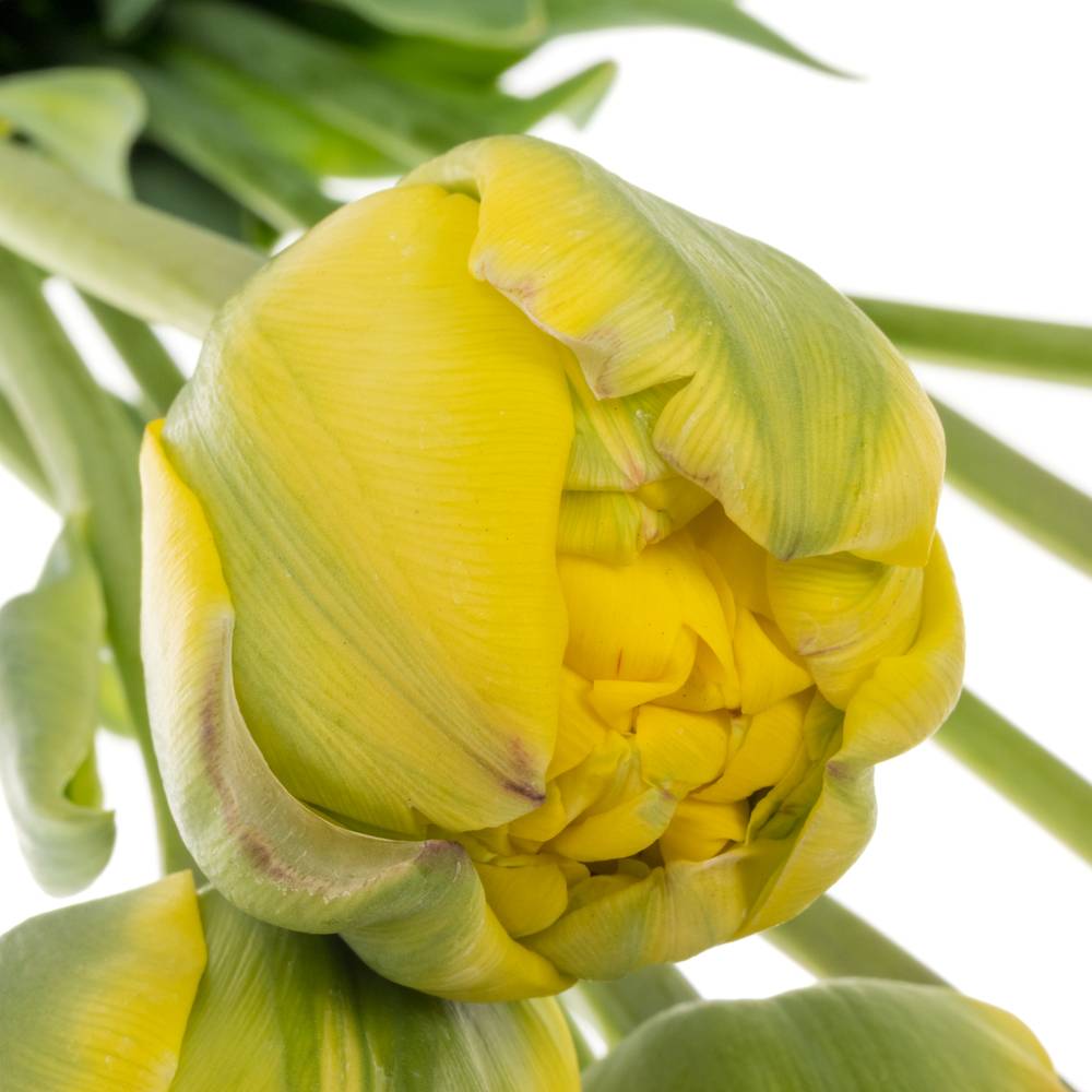 Franz.gelb doppel Italien Sun 54 Gramm 50cm