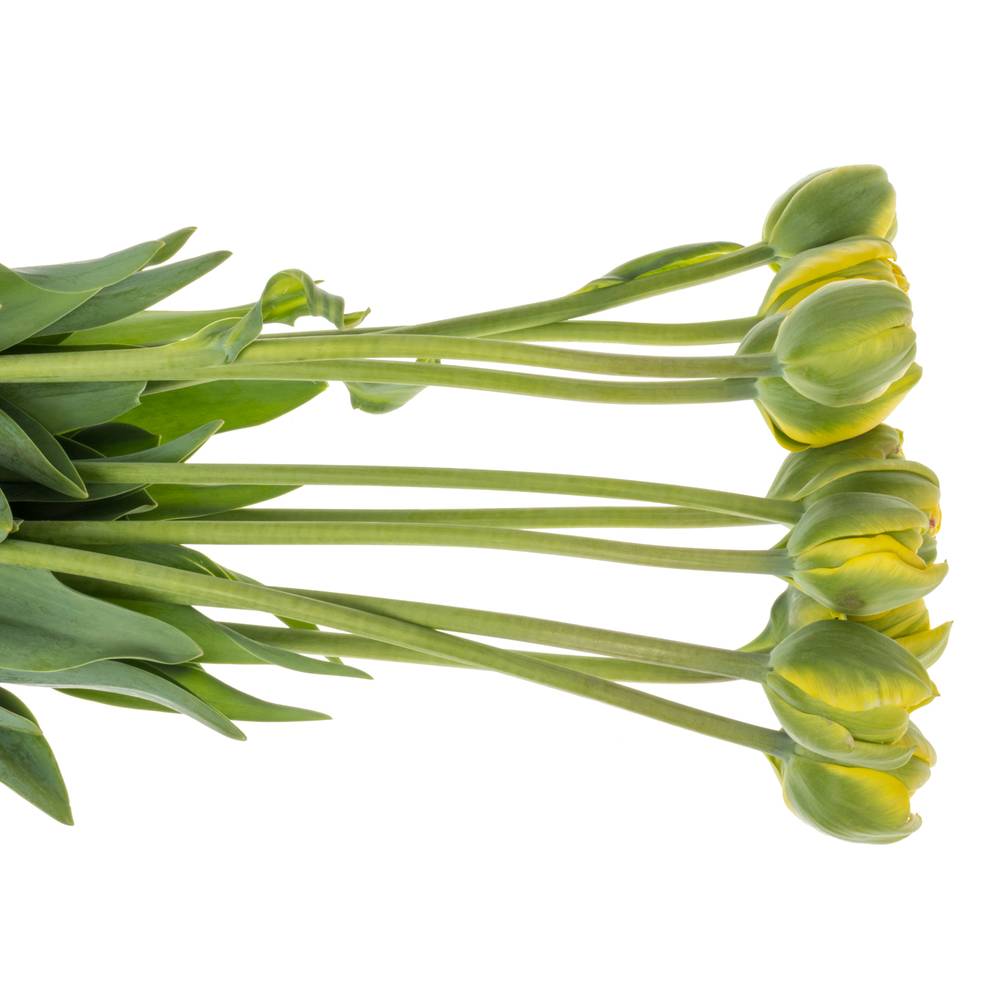 Franz.gelb doppel Italien Sun 54 Gramm 50cm