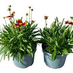 Coreopsis Uptic mix rot/gelb T19 H50
