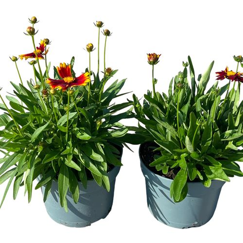 Coreopsis Uptic mix rot/gelb T19 H50