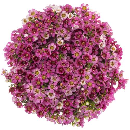 Wachsflower fuchsia Nina s Delight 45 Gramm 60cm