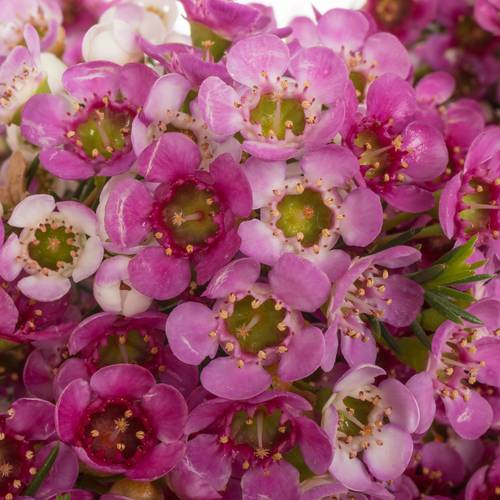 Wachsflower fuchsia Nina s Delight 45 Gramm 60cm