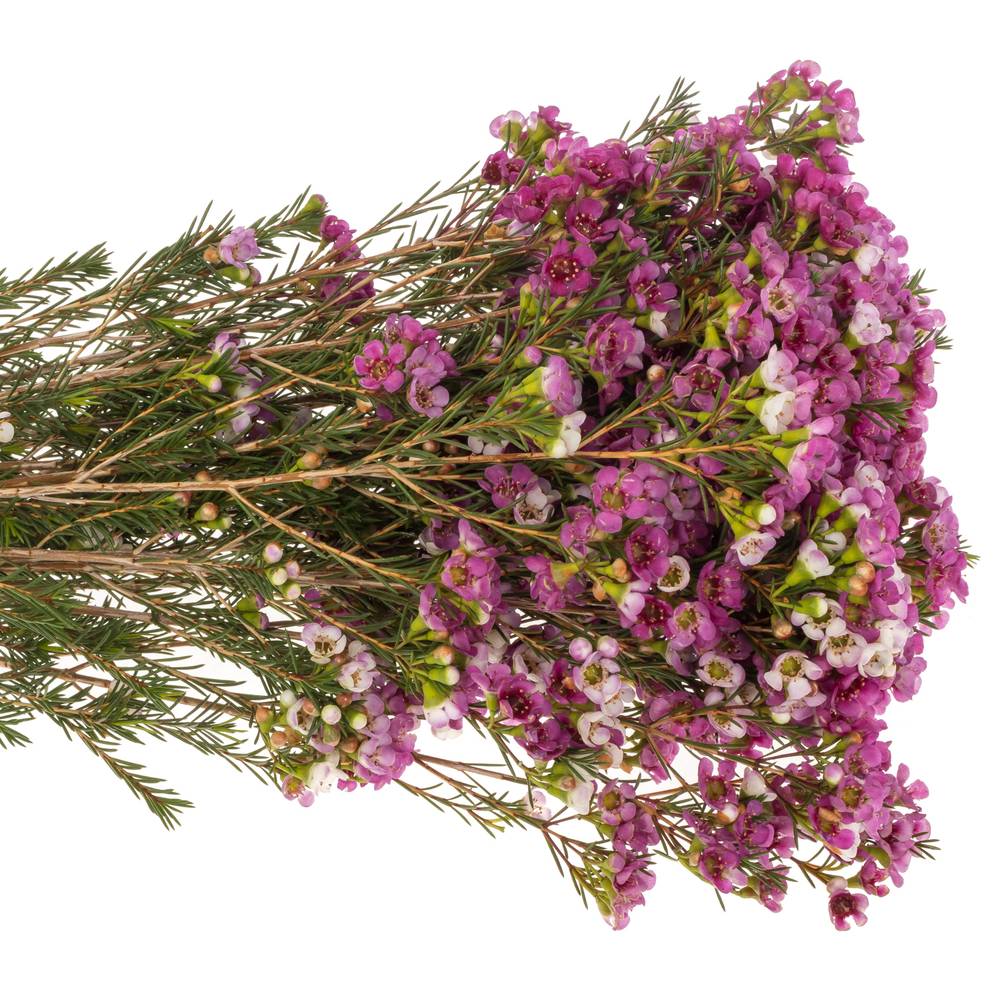 Wachsflower fuchsia Nina s Delight 45 Gramm 60cm