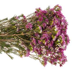 Wachsflower fuchsia Nina s Delight 45 Gramm 60cm