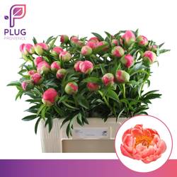 Pfingstrose rosa Lachs Charme Frankreich 60