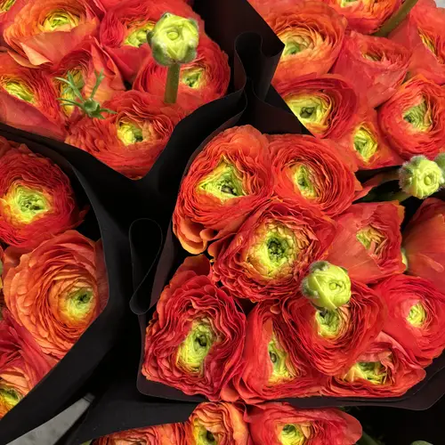 Ranunkel rot Cloni Red 102 Super45cm