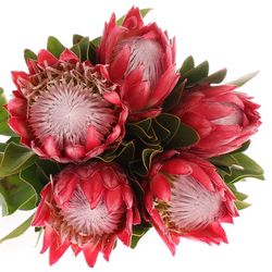 Protea rosa/rot King Madiba 50cm