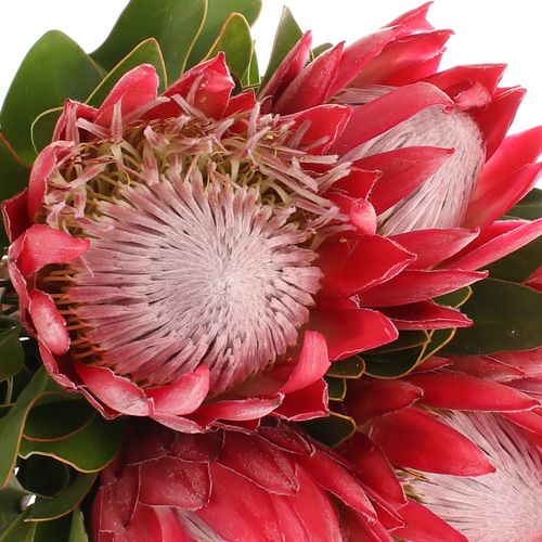 Protea rosa/rot King Madiba 50cm