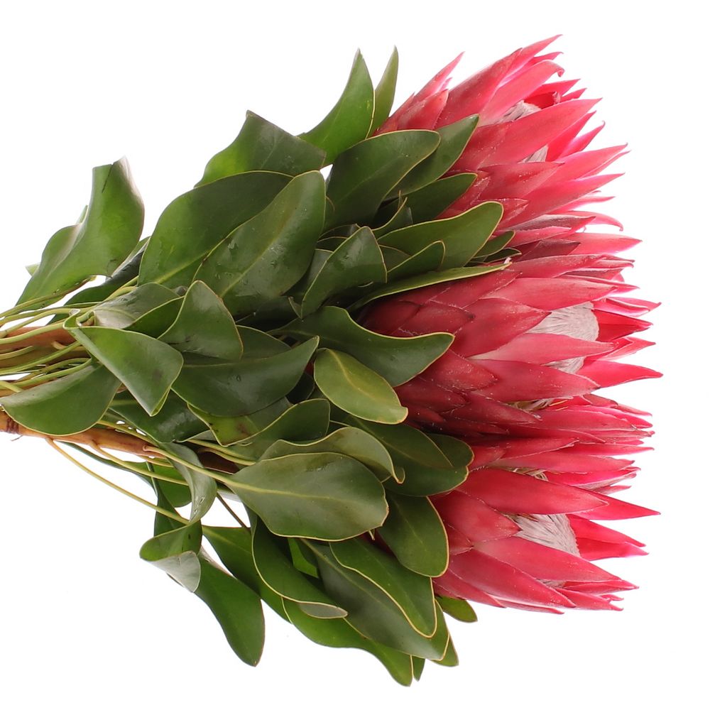 Protea rosa/rot King Madiba 50cm
